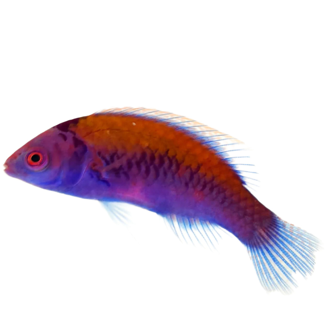 Orange Back Fairy Wrasse