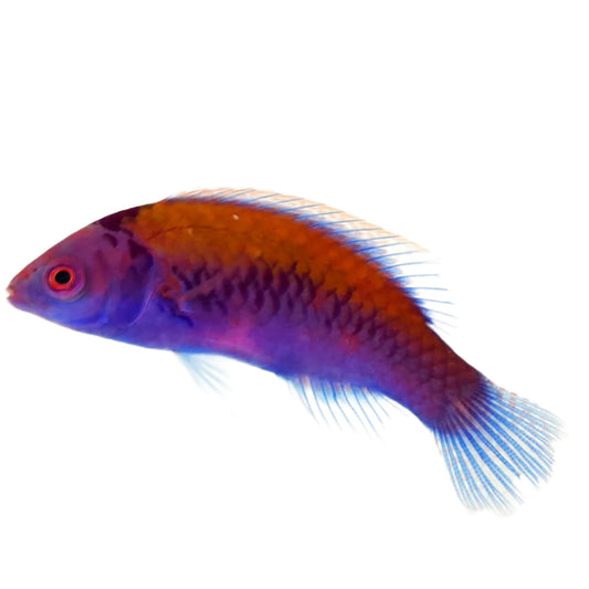 Orange Back Fairy Wrasse
