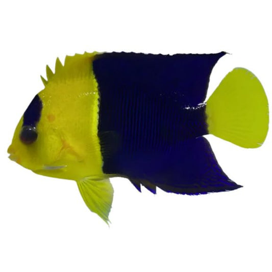 Bicolor Angelfish