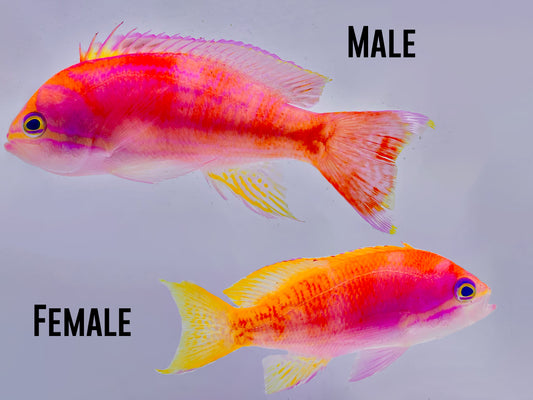 Bimaculatus Anthias Male