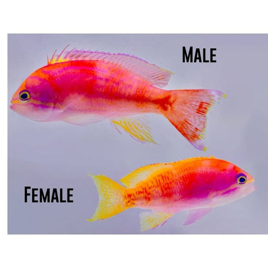 Bimaculatus Anthias Female