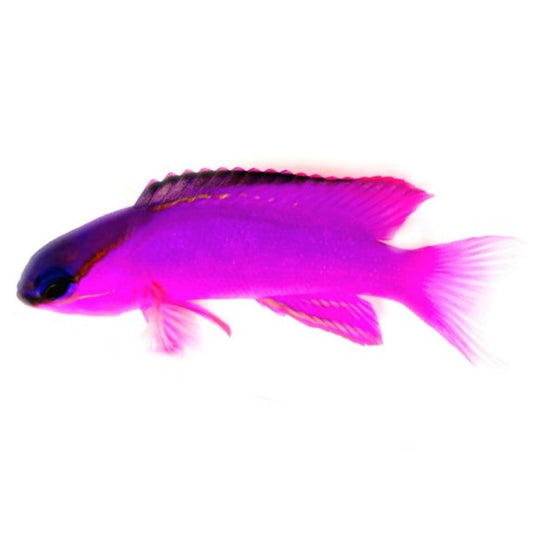 Black Cap Basslet