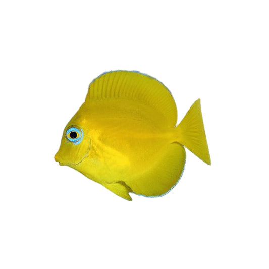 Blue Caribbean Tang
