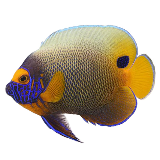 Blueface Angelfish