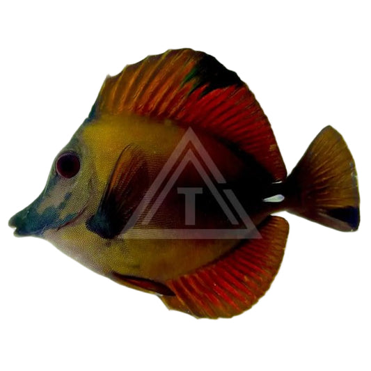Blue Face Koi Scopas Tang Standard