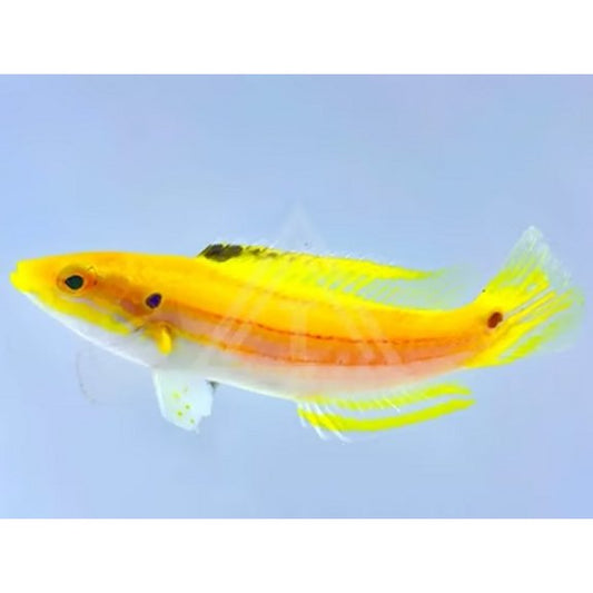 Yellow Candy Hogfish