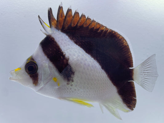 Burgess Butterflyfish