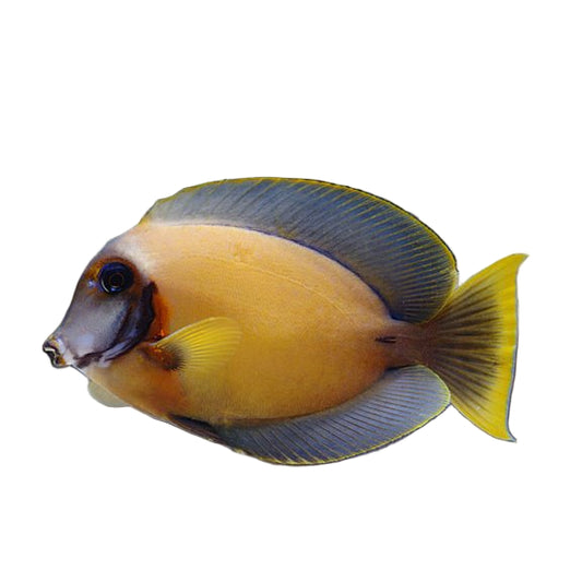 Chocolate Tang