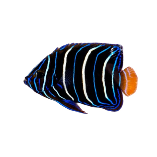 Chrysurus Angelfish