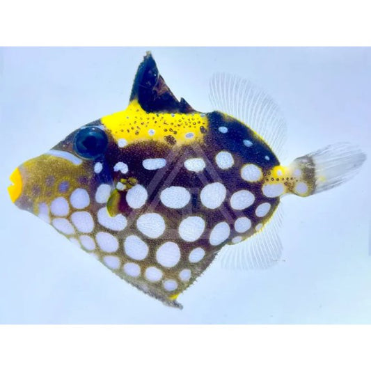 Clown Triggerfish