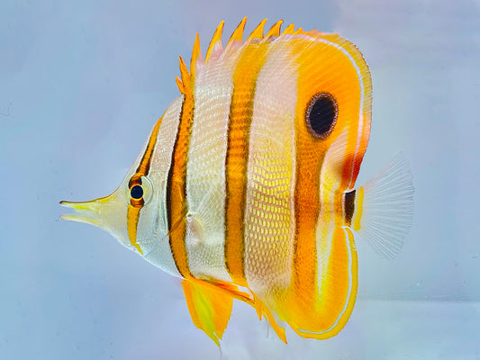 Copperband Butterflyfish