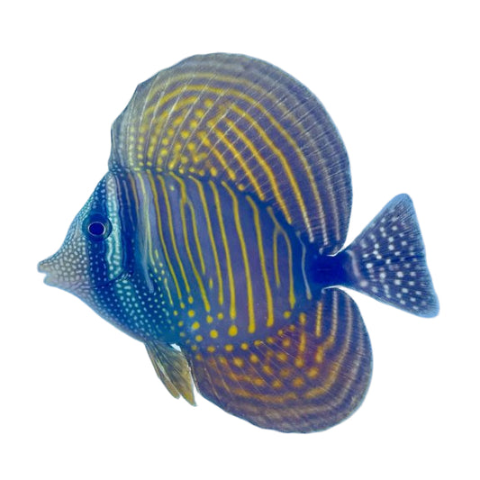 Desjardin's Sailfin Tang