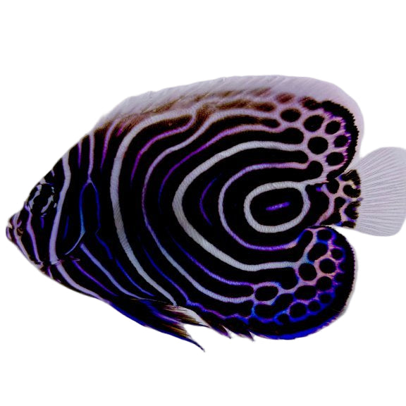 Captive Bred Emperor Angelfish Juvenile