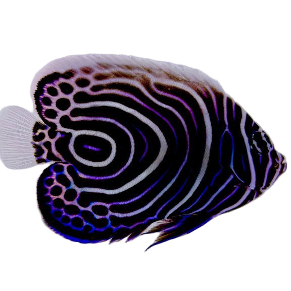 Captive Bred Emperor Angelfish Juvenile