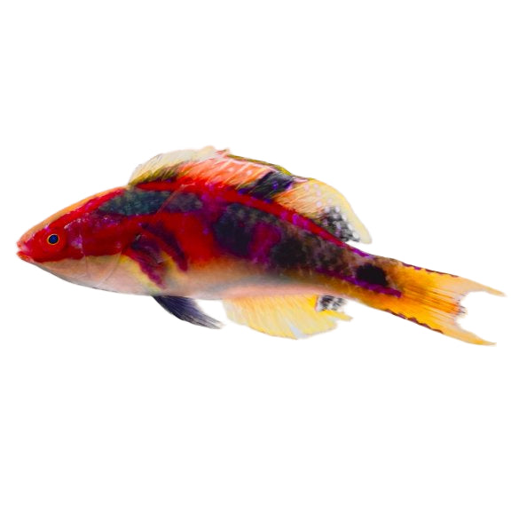 Exquisite Fairy Wrasse