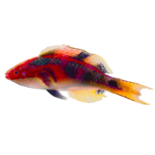 Exquisite Fairy Wrasse