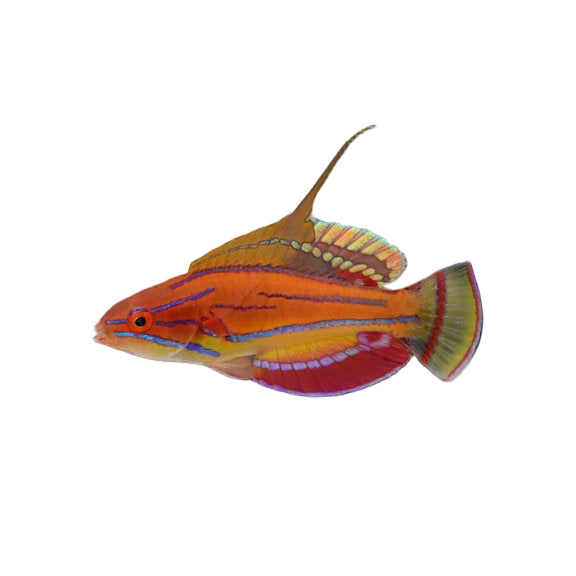 Carpenter's Flasher Wrasse