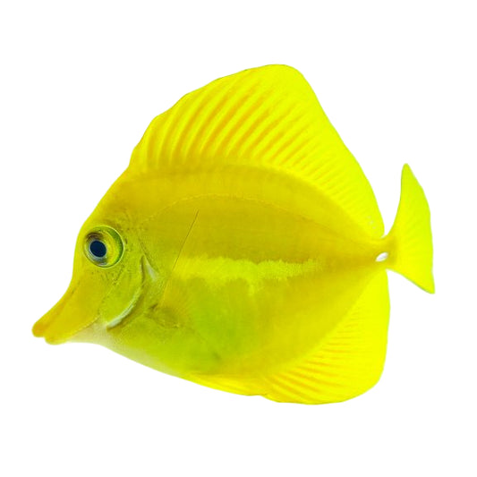 Captive-bred Hawaiian Yellow Tang
