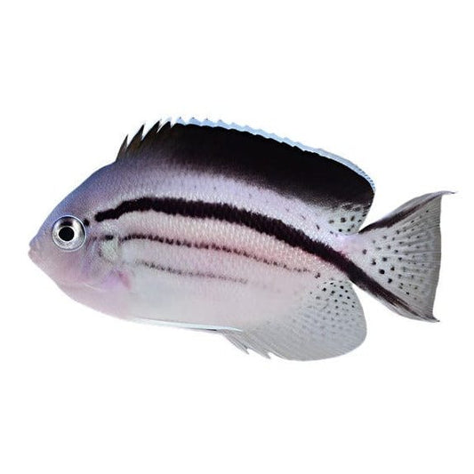 Lamarck Angelfish