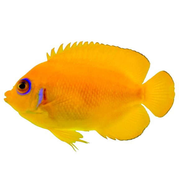 Lemonpeel Angelfish