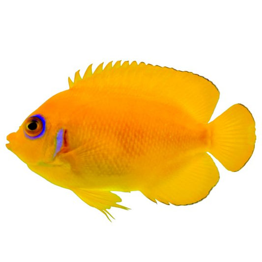 Lemonpeel Angelfish