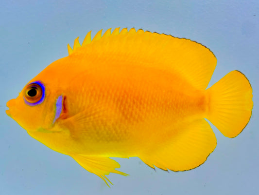 Lemonpeel Angelfish