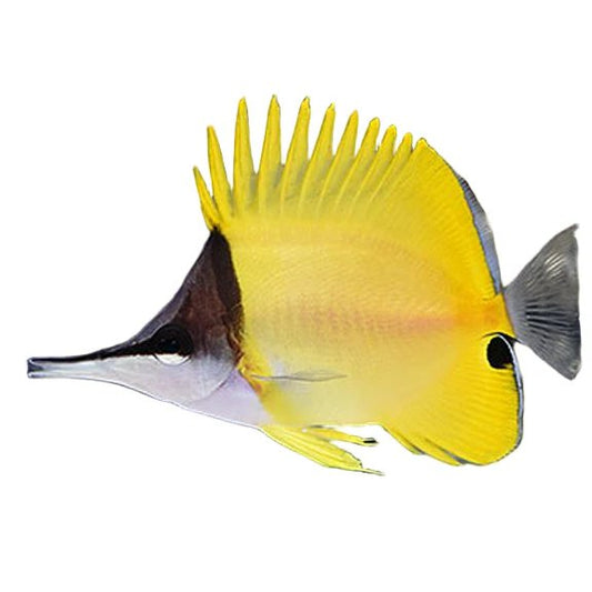Longnose Butterflyfish