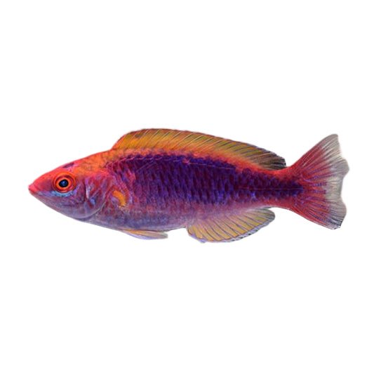 Lubbock's Wrasse