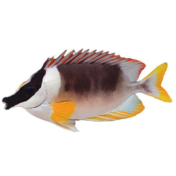 Magnificent Rabbitfish