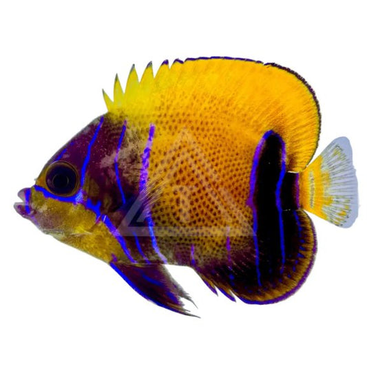 Majestic Angelfish