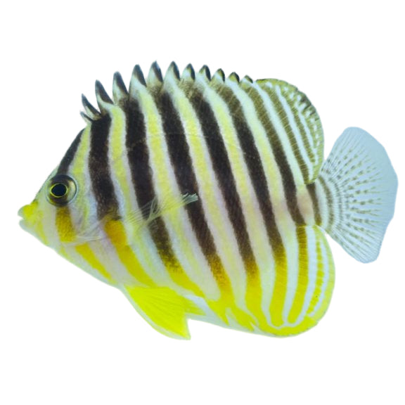 Multibarred Angelfish
