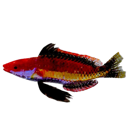 Naoko's Fairy Wrasse