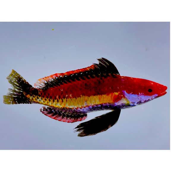 Naoko's Fairy Wrasse