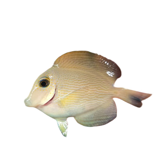 Orange Stripe Bristletooth Tang