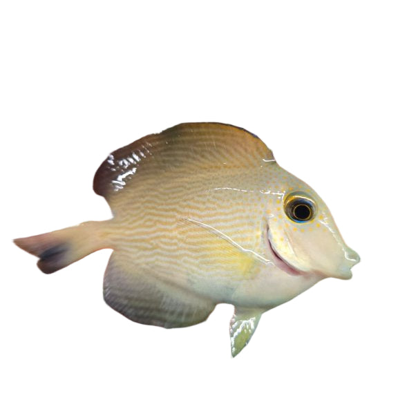 Tropical Tooth Orange Stripe Bristletooth Tang from Africa (Scientific Name ...