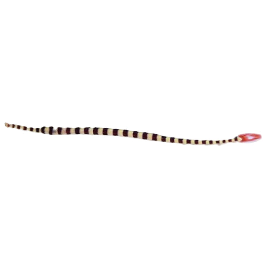 Banded Pipefish