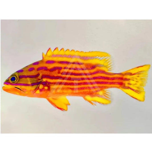 Pollenei Grouper
