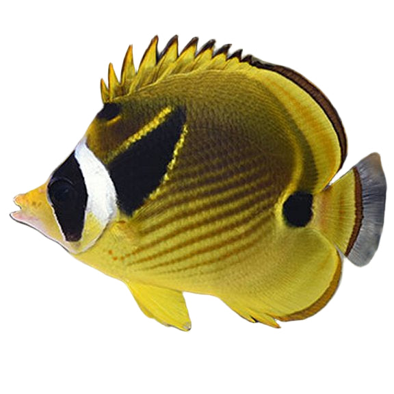 Raccoon Butterflyfish