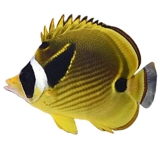 Raccoon Butterflyfish