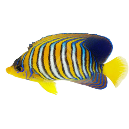 Indian Ocean Yellow Belly Regal Angelfish