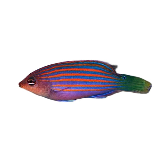 Six-Line Wrasse