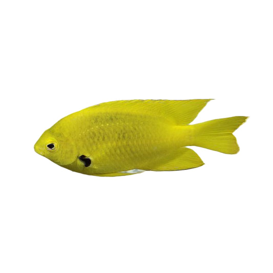 Sulphur Damselfish