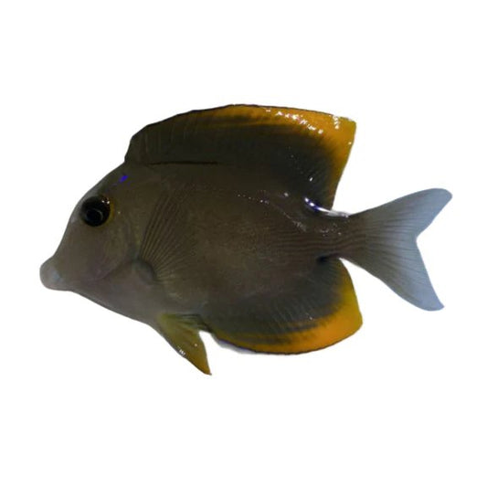 Bristletooth Tomini Tang