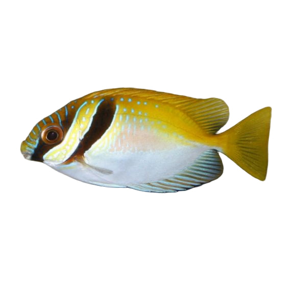 Foxface Rabbitfish from Indonesia (Scientific Name: Siganus Vulpinus ...