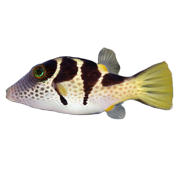 Saddled Puffer