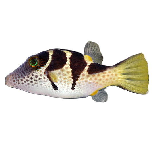 Saddled Puffer