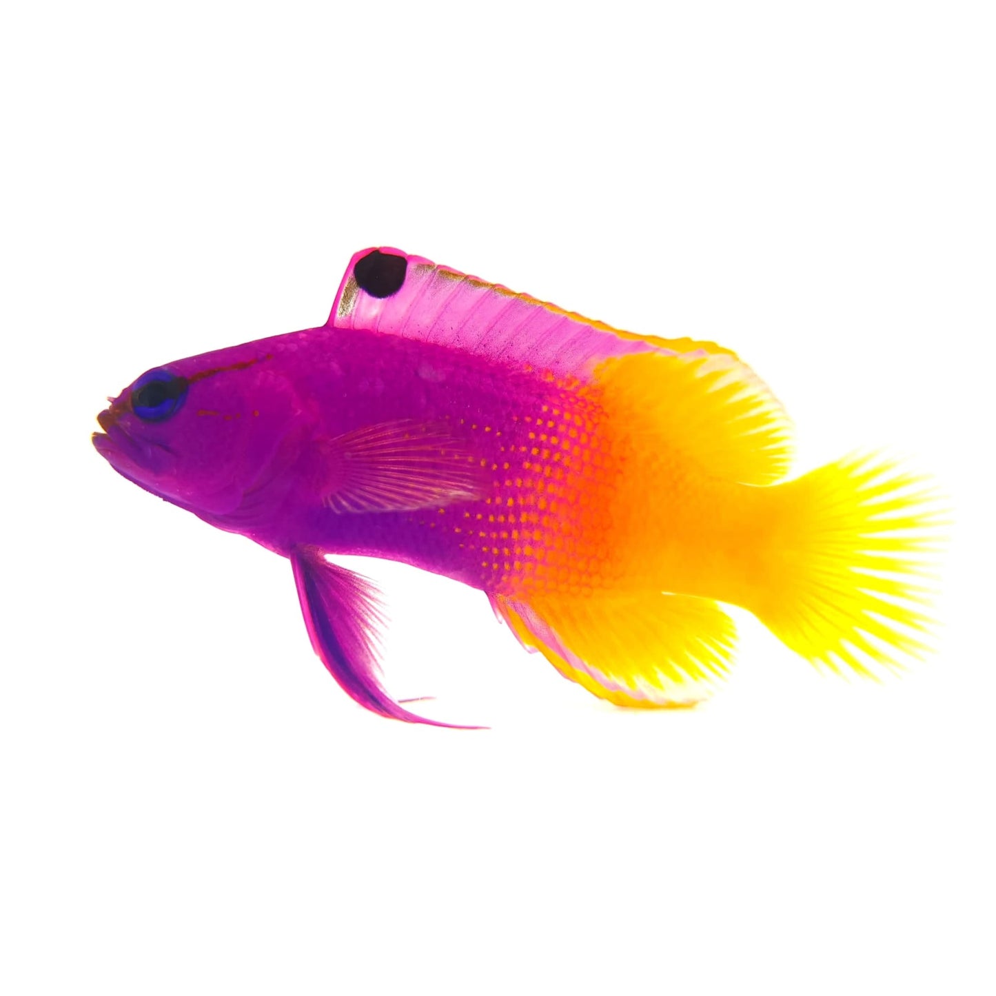Royal Gramma Basslet
