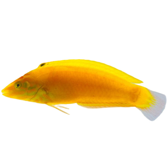 Yellow Canary Wrasse
