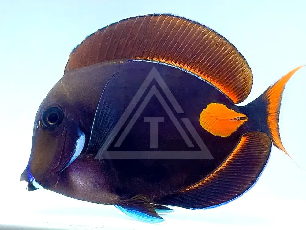 Achilles Tang Adult Fish