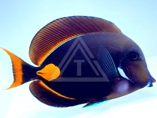 Achilles Tang Adult Medium 3-4 Fish